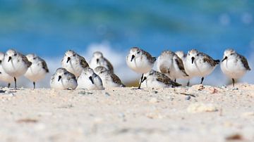 Bécasseaux sanderlings sur la plage sur Pieter JF Smit