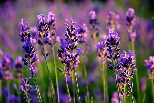 Lavender in bloom