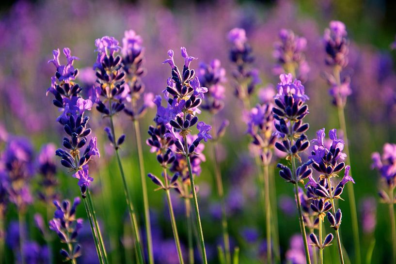 Blühender Lavendel von PvdH Fotografie