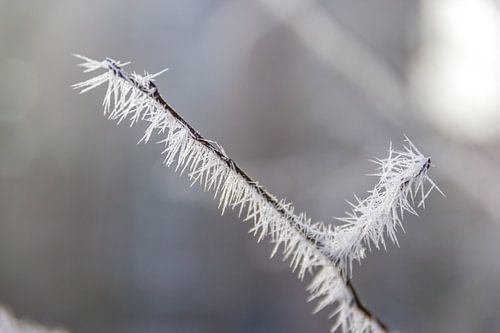 Gefrorener Ast