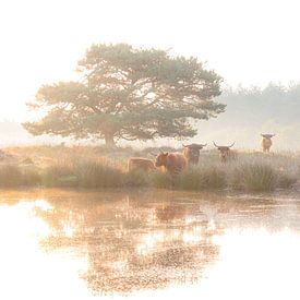 Scottish highlanders in the morning. by Nicky Kapel