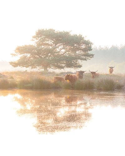 Schotse hooglanders in de ochtend. van Nicky Kapel