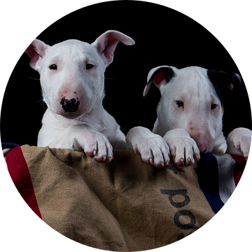 Bull terrier puppy's by mail van Esther Bax