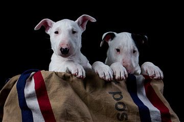 Bull terrier puppy's by mail van Esther Bax