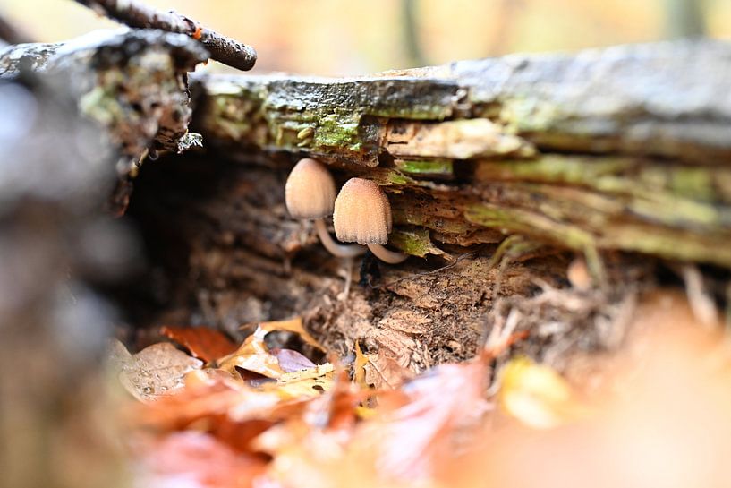 mushrooms under a canopy by Fotografie Schnabel