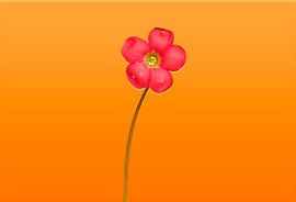 KLAVERTJE-4 IN BLOEI - ORANGE (2016) van Alex Faasse