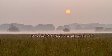 Sunrise with sheep on the Kampina