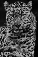 Panter zwart-wit