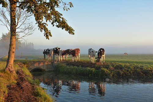 Een Mooie Herfstochtend in Schipluiden