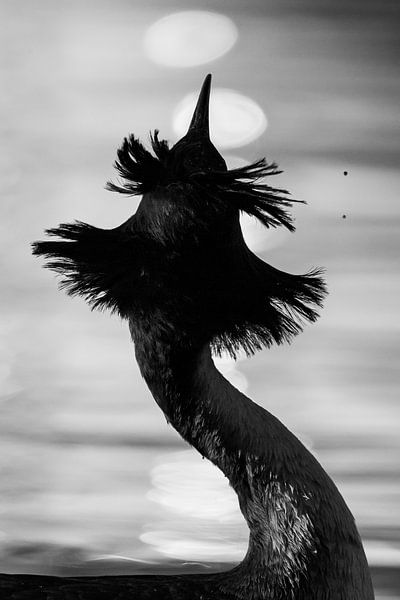Portrait de grèbe noir et blanc 2 par Servan Ott