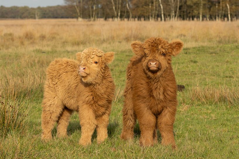 Deux jolis veaux écossais des Highlands par KB Design & Photography (Karen Brouwer)