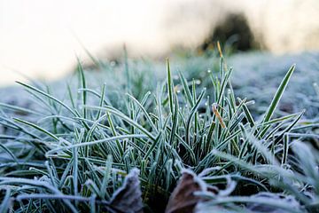 Gras in een weide in de winter van Heiko Kueverling