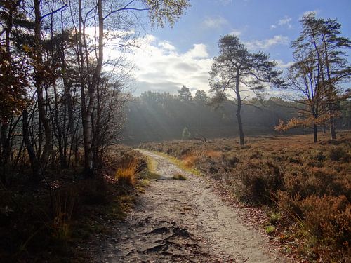 Heideveld van Joke Schippers