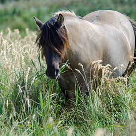 Konikpaard Lentevreugd Natuurgebied Wassenaar van Brenda Vredeveld