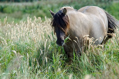 Konikpaard Lentevreugd Natuurgebied Wassenaar