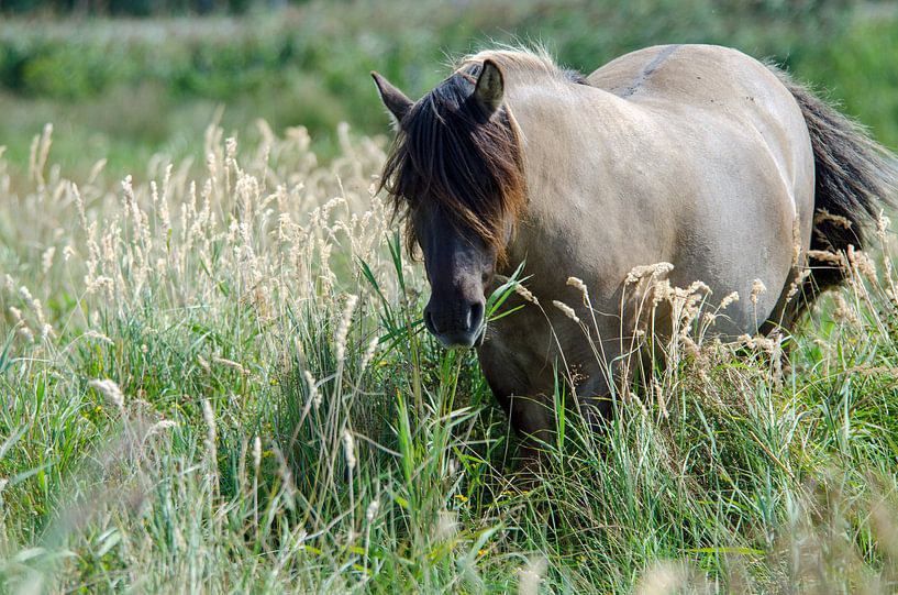 Konikpaard Lentevreugd Natuurgebied Wassenaar van Brenda Vredeveld