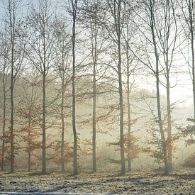 Winter, bomen met tegenlicht en sneeuw I van Klaas Dozeman