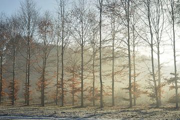Winter, bomen met tegenlicht en sneeuw I van Klaas Dozeman