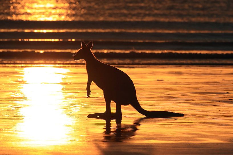 kangoeroe op strand bij zonsopgang, mackay, noord queenland, australië van Frank Fichtmüller