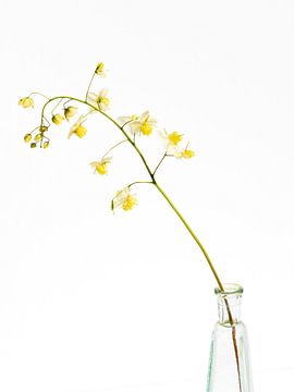 Elfenblume auf Vase von Hanneke Luit