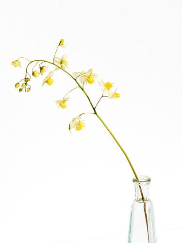 fleur d'elfe sur un vase
