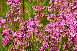 Koekoeksbloemen in weiland by Maurice Kruk