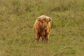 Der schottische Hochlandrinder weidet ruhig weiter.