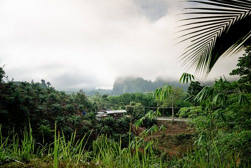 Morning mist rises from the mountains in Khao Sok, Thailand