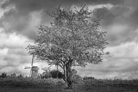 Schwarz-Weiß mit Seele - Natur und Mühle in monochromer Kraft