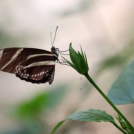 Zebra butterfly by Matthias Brix