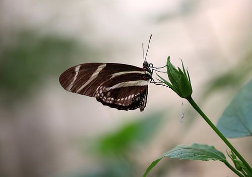 Zebra butterfly