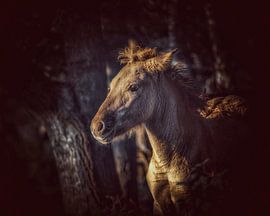 Horse in Golden Light by Maneschijn FOTO