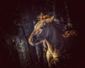 Paard in Gouden licht van Maneschijn FOTO