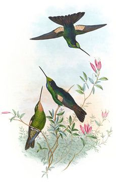 Comte de Paris, John Gould by Hummingbirds