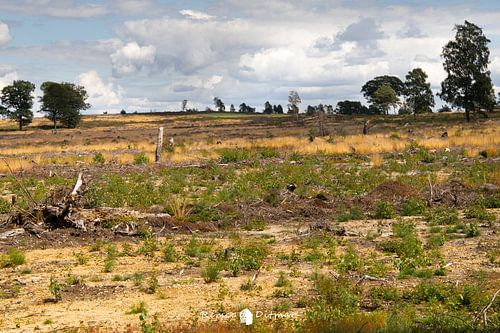 Solitude in the Fields: Enchanting Sprengenberg and Its Solitary Trees