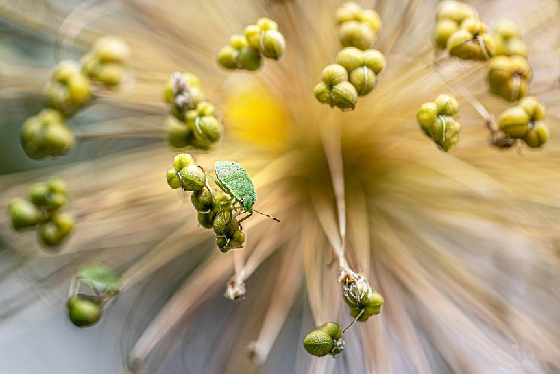 Macro green bug by Frames by Frank