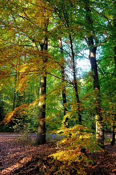 Autumn forest