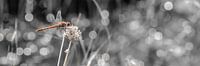 Macro Heidelibel van HvNunenfoto thumbnail