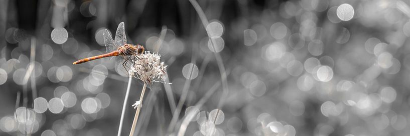 Macro Heidelibel van HvNunenfoto