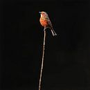 Roodborst vogel op een tak portret zwart van TheXclusive Art thumbnail