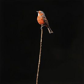 Roodborst vogel op een tak portret zwart van TheXclusive Art