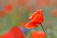 Coquelicot avec bord blanc