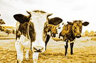 Koeien in Weiland Goud van Hendrik-Jan Kornelis thumbnail