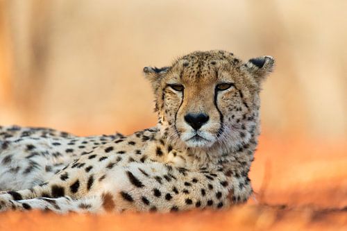 Guépard se reposant dans la nature.