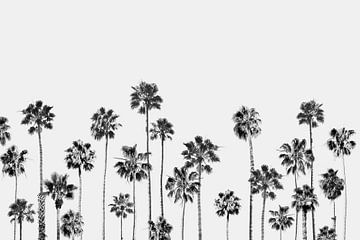 Black & White Palms 2 by Gal Design