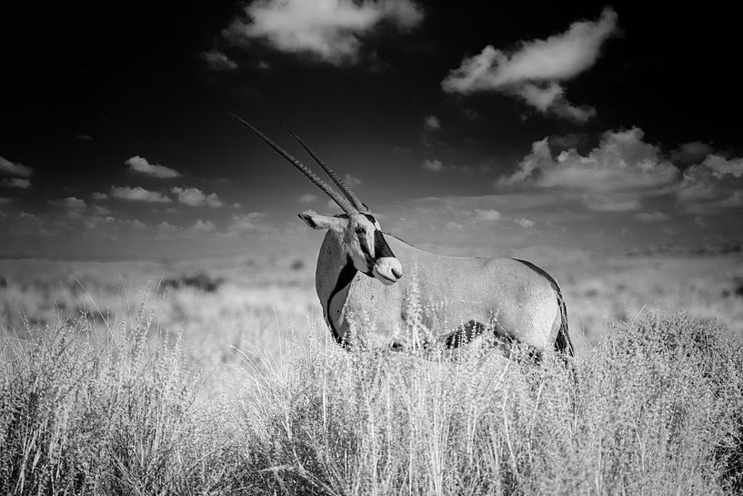 Oryx par Tilo Grellmann