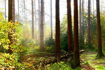 Autumn spruce forest by Günter Albers