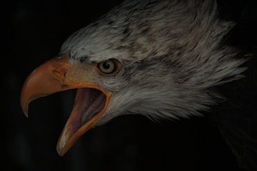 The Eagle has landed