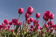 roze tulpen in het voorjaar van Dick Carlier thumbnail