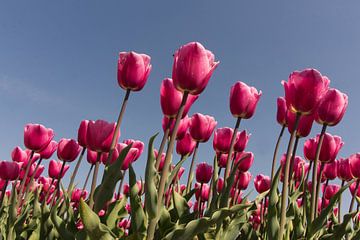 roze tulpen in het voorjaar van Dick Carlier